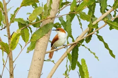 Red-and-white Spinetail