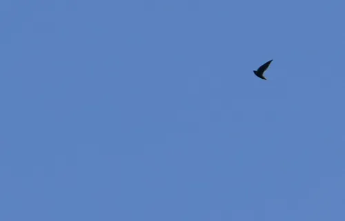 Short-tailed Swift
