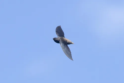 Gray-rumped Swift