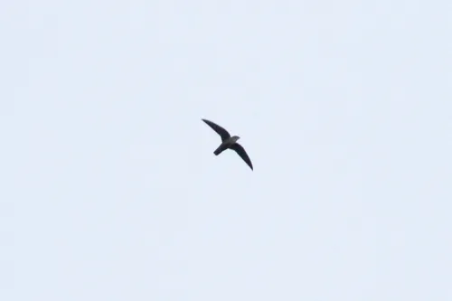 Pale-rumped Swift