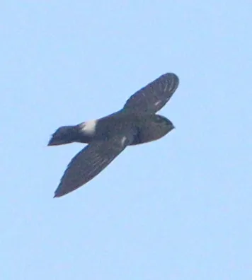 Band-rumped Swift