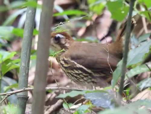 Short-tailed Antthrush