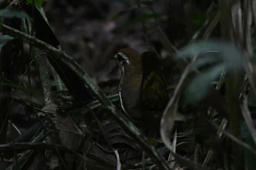 Such's Antthrush