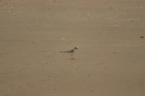 Collared Plover