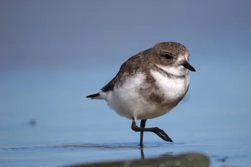 Two-banded Plover