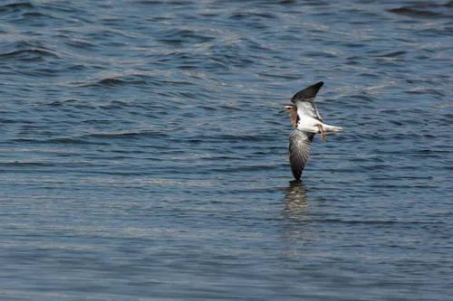 Rufous-chested Dotterel