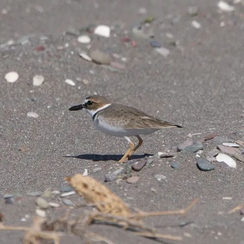 Wilson's Plover