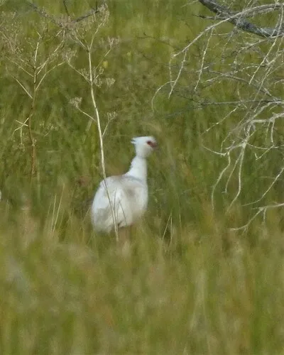 Southern Screamer