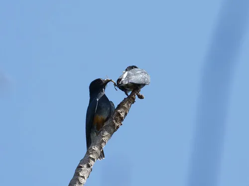 Urubuzinho