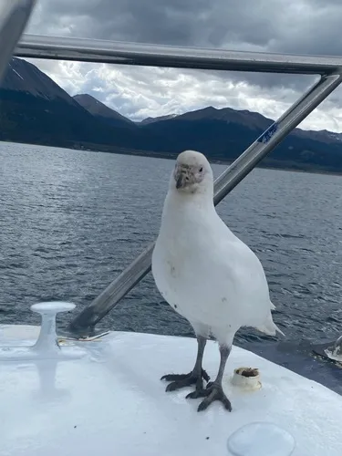 Pomba-antártica