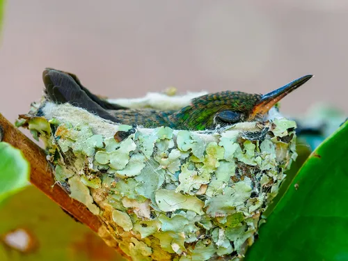 Beija-flor-de-garganta-verde