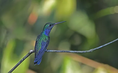 Beija-flor-de-peito-azul