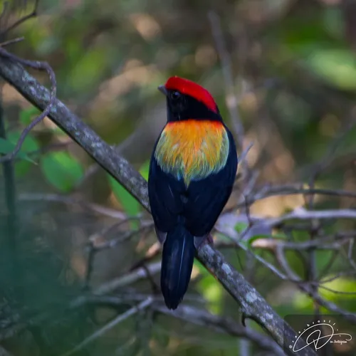 Swallow-tailed Manakin