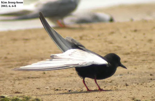 White-winged Tern
