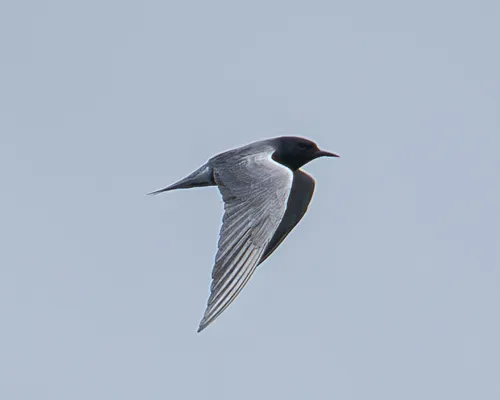 Black Tern