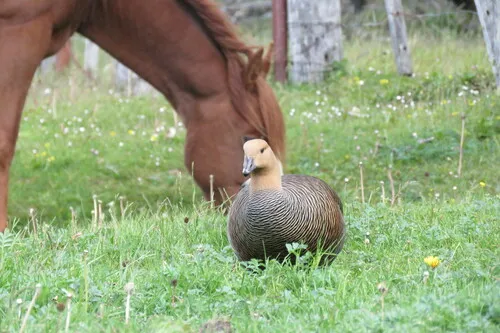 Upland Goose