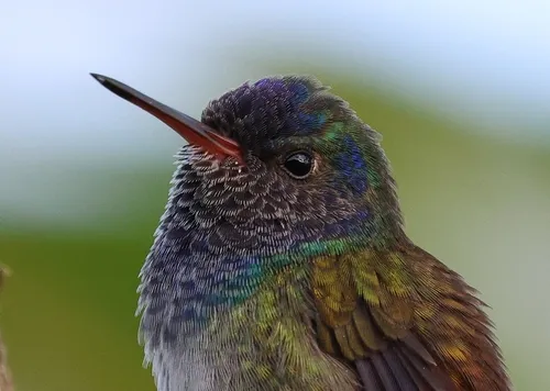 White-chinned Sapphire