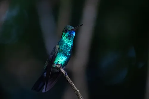Beija-flor-de-garganta-azul