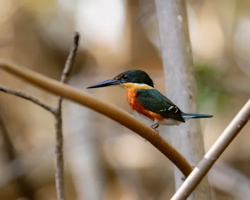 American Pygmy Kingfisher