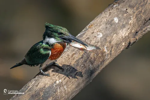 Amazon Kingfisher