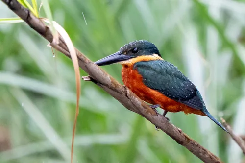 Green-and-rufous Kingfisher