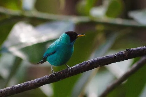 Green Honeycreeper