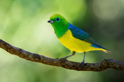 Gaturamo-bandeira
