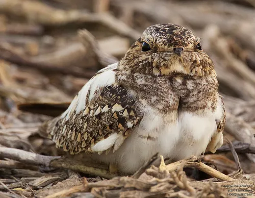 Lesser Nighthawk