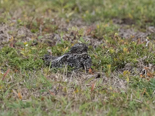 Antillean Nighthawk
