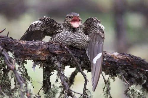 Bacurau-norte-americano