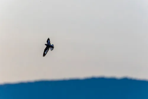 Sand-colored Nighthawk