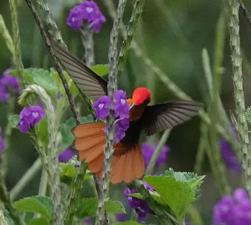 Beija-flor-vermelho