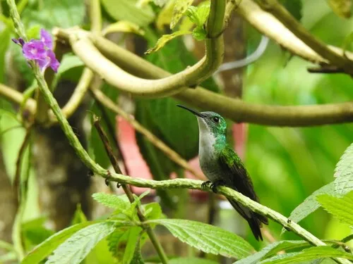 Beija-flor-de-bico-preto