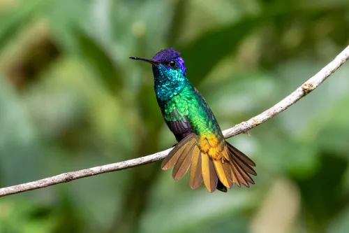 Golden-tailed Sapphire
