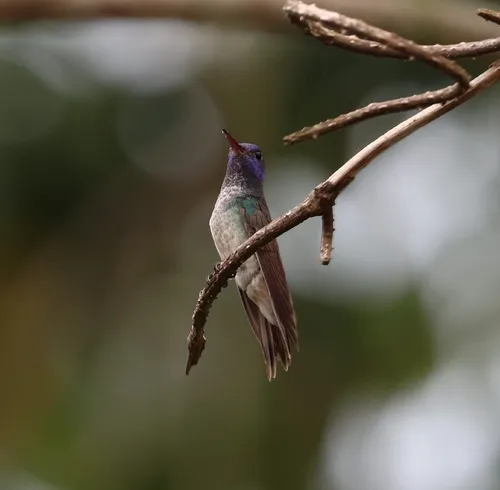 Blue-green Emerald