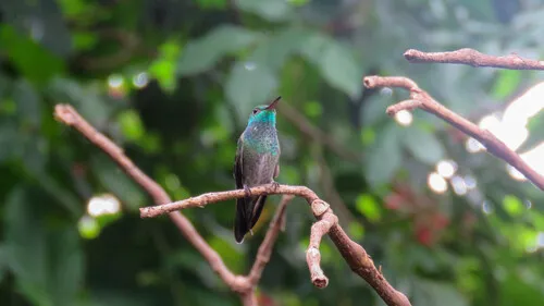 Versicolored Emerald