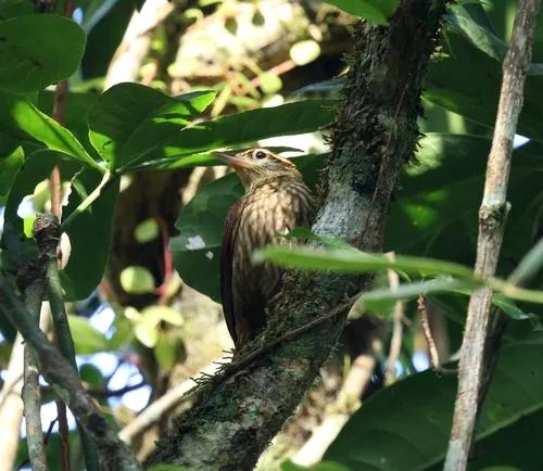 Pale-browed Treehunter