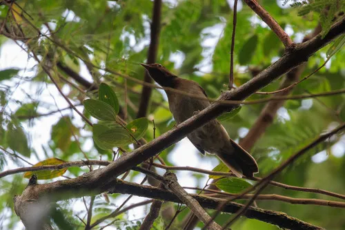 Rufous-brown Solitaire