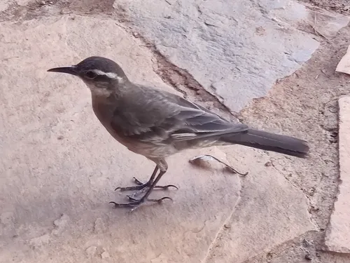 Cipo Cinclodes