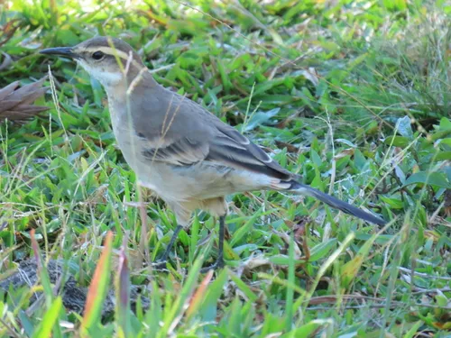 Long-tailed Cinclodes