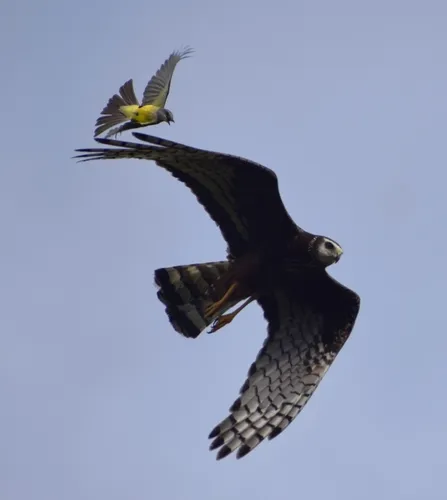 Long-winged Harrier