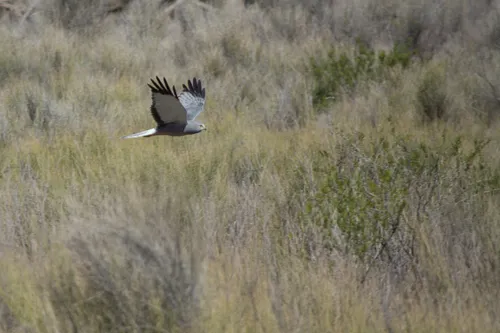Cinereous Harrier