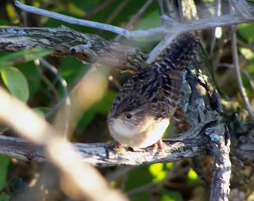 Sedge Wren