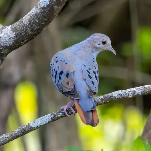 Blue Ground-Dove