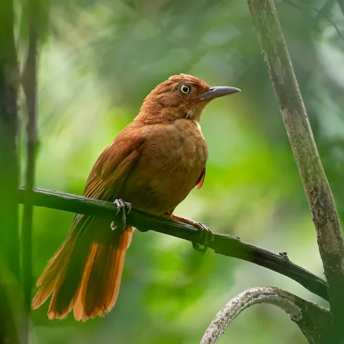 Chestnut-capped Foliage-gleaner