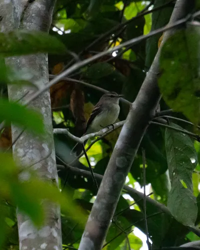 Fuscous Flycatcher