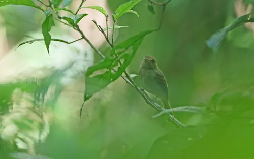 Brownish Twistwing