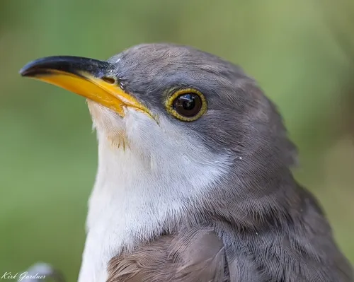 Papa-lagarta-de-asa-vermelha