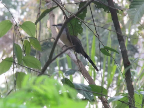 Dark-billed Cuckoo