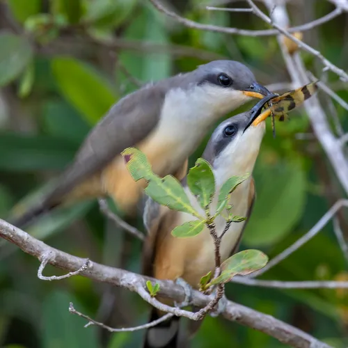 Mangrove Cuckoo